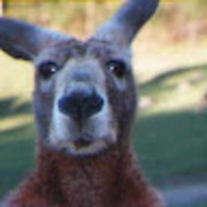 Meet your Posher, Anne